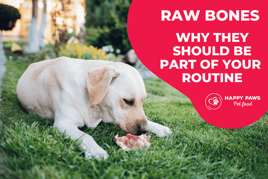 Raw Bones: Why They Matter And How To Safely Treat Your Pet