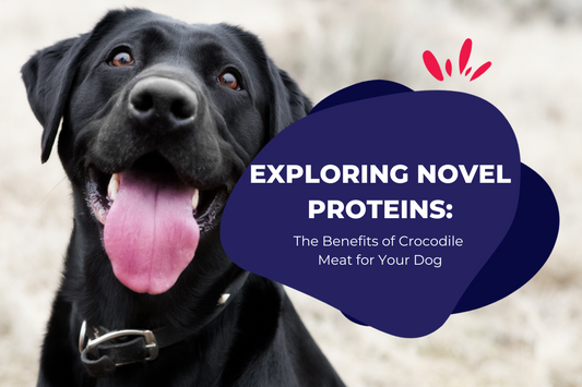 Exploring Novel Proteins: The Benefits of Crocodile Meat for Your Dog