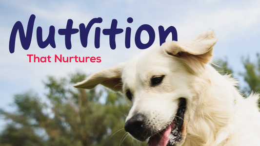 How to Choose the Right Pet Food for Your Dog's Age and Size