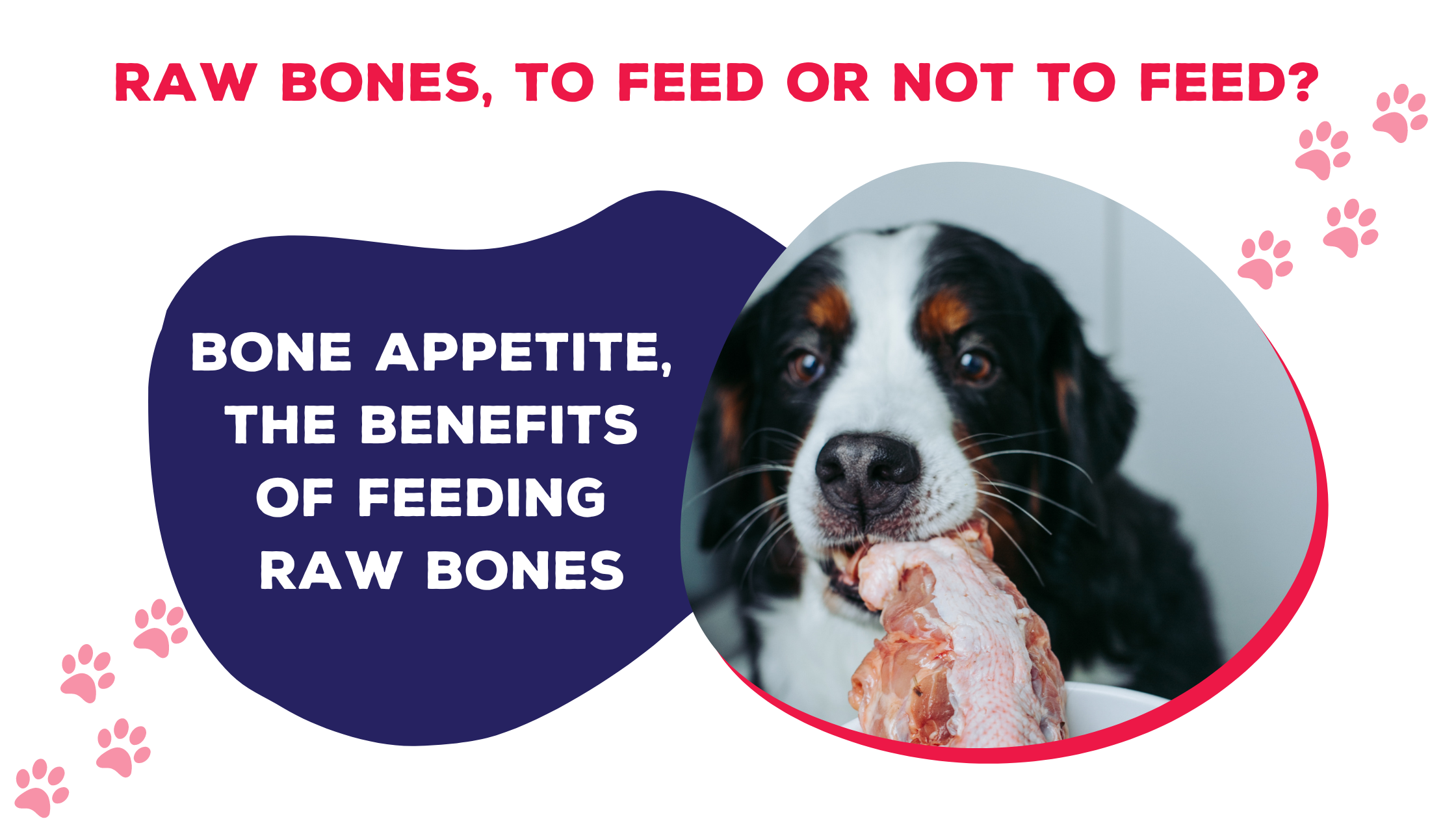 Raw Bones To Feed or Not to Feed Happy Paws Pet Food