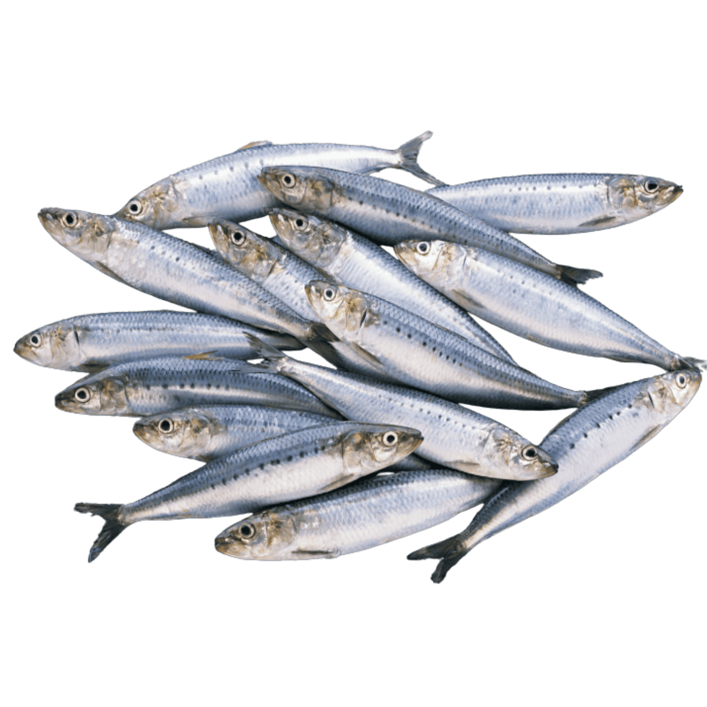 Whole Western Australian sardines 1kg packed with omega-3 for pets