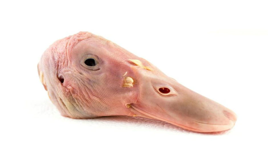 Raw duck head for dog diet, 1kg pack with natural vitamins and minerals
