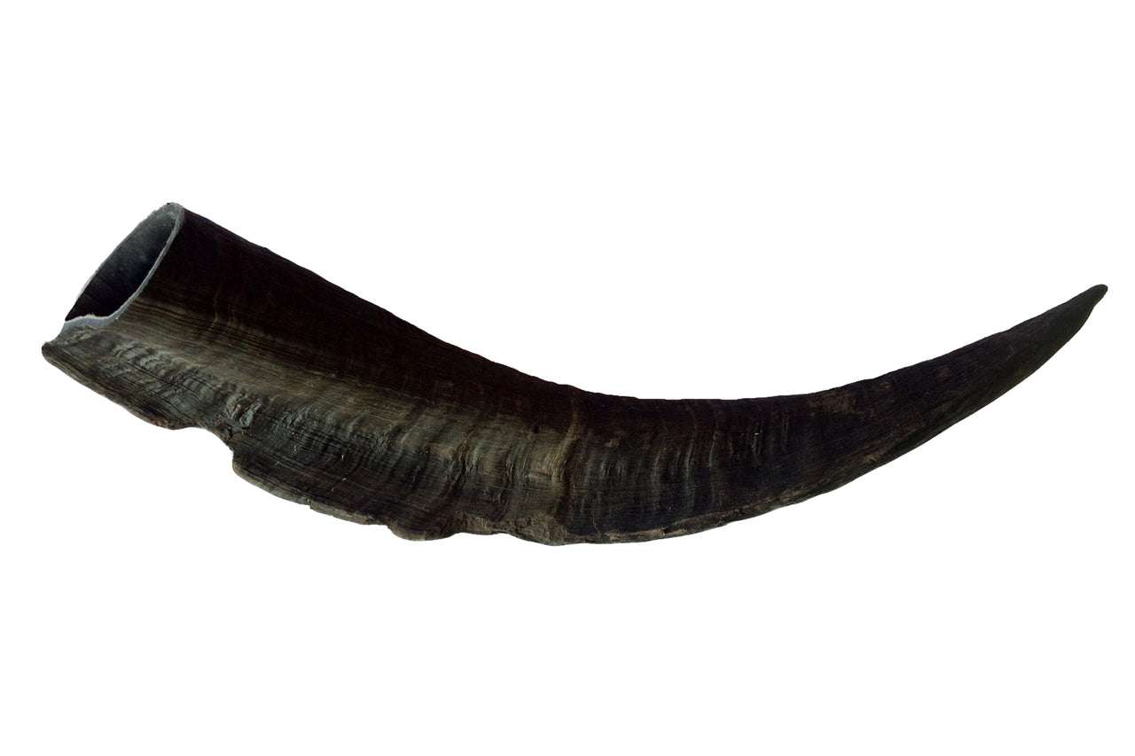 Single dark goat horn isolated on white background for pet chewing treat