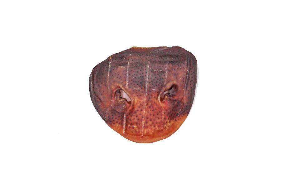 Dried pig snout dog chew treat isolated on white background