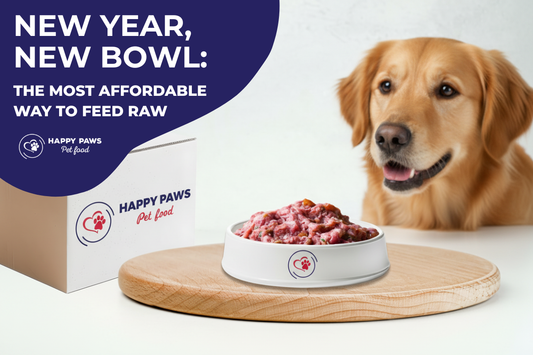 Happy dog sitting next to white bowl filled with fresh raw BARF dog food including meat, bone and vegetable