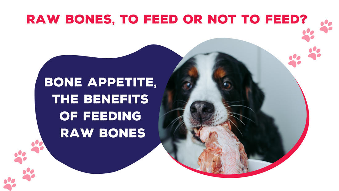 Raw Bones To Feed or Not to Feed Happy Paws Pet Food