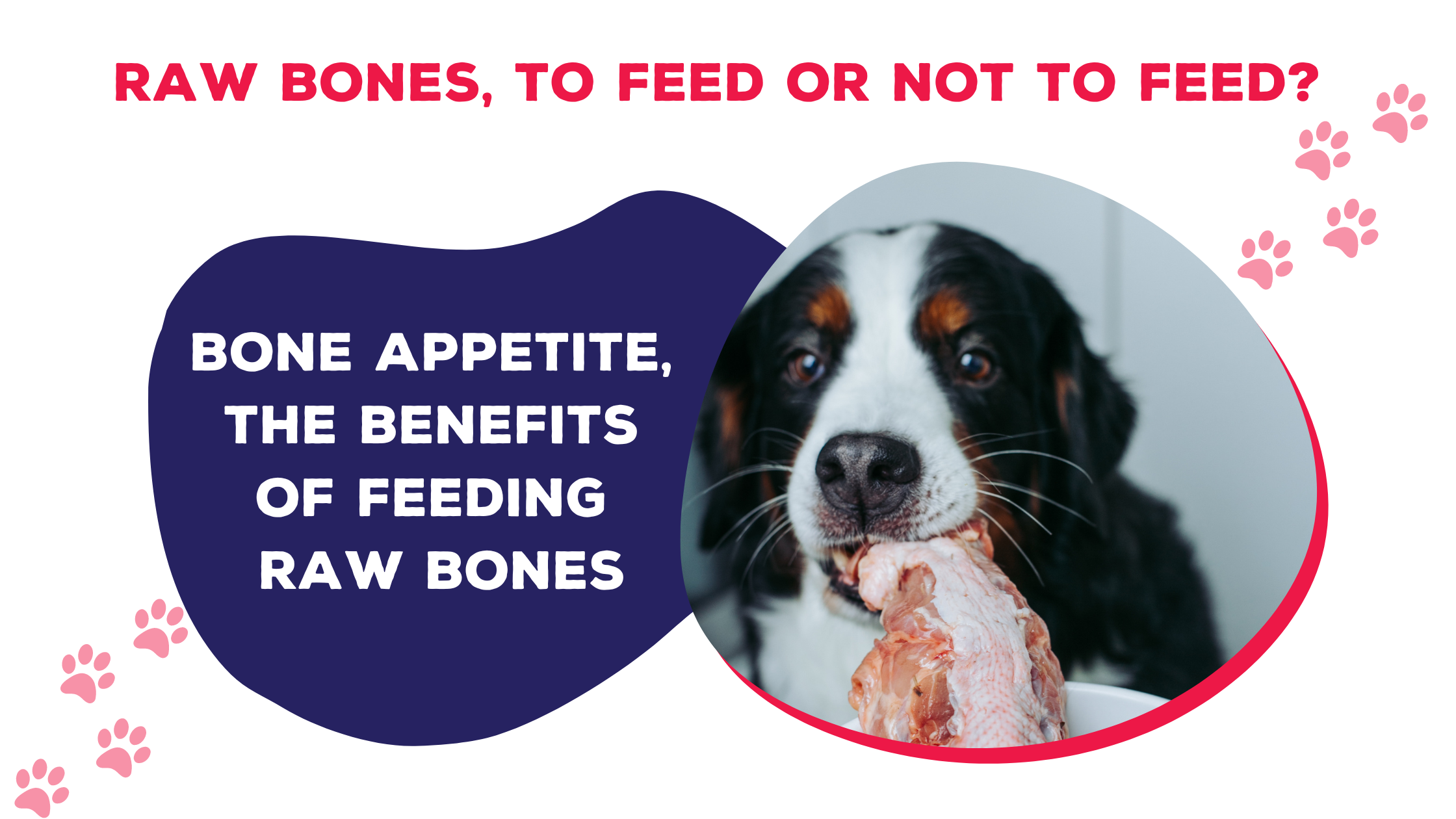 Raw Bones To Feed or Not to Feed