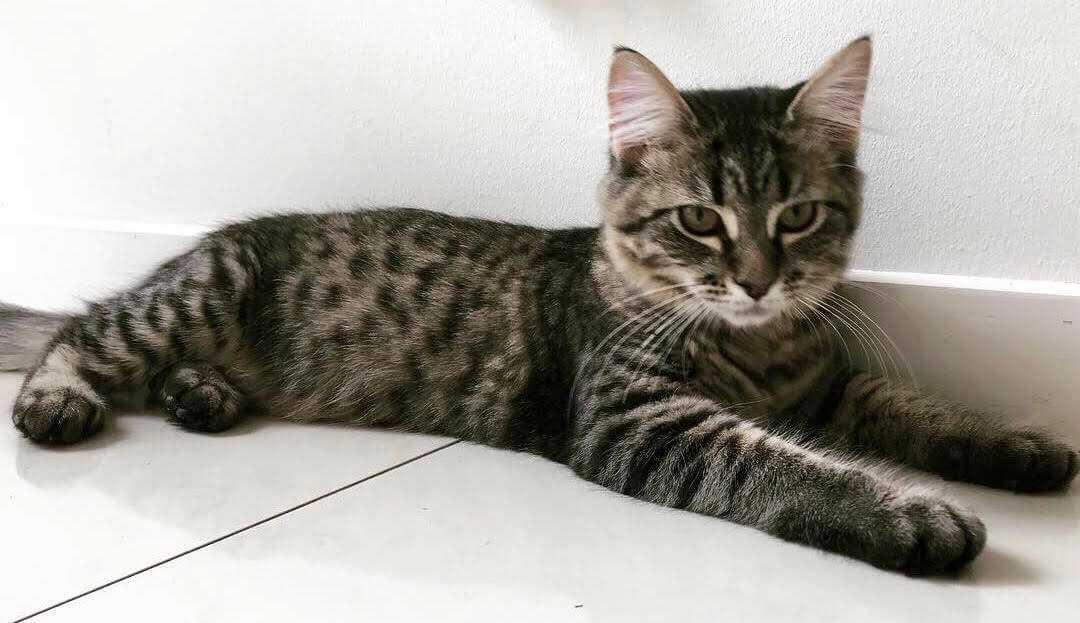 Cats