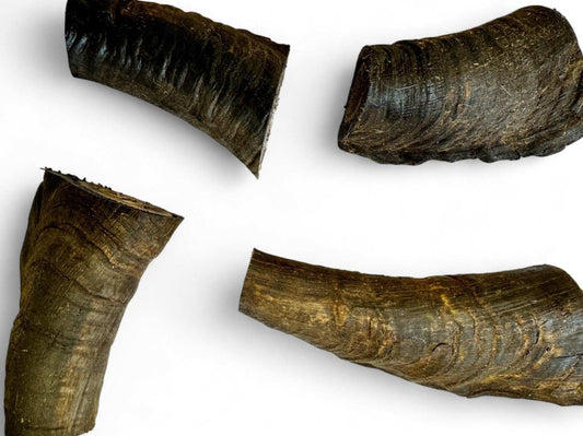 Goat horn butt chew treat for dogs rich in keratin and natural flavors